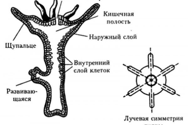 Kraken официальная ссылка tor